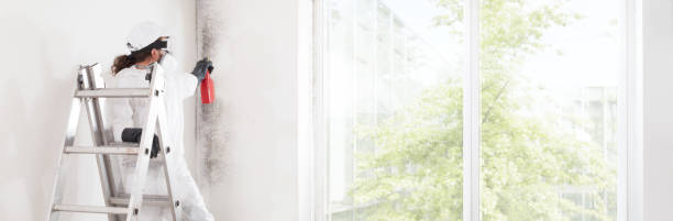  Princeton, WV Mold Removal Pros