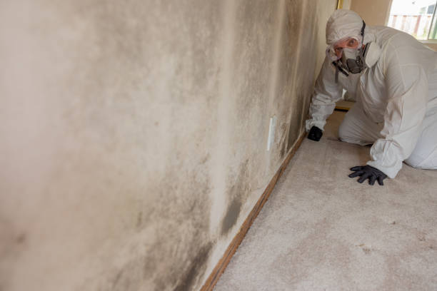 Best Mold Removal for HVAC Installations  in Princeton, WV
